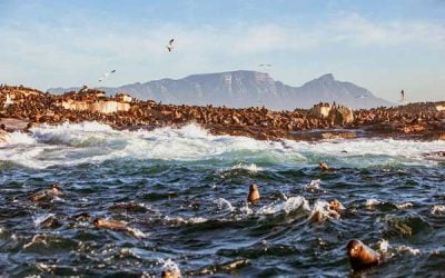 Visitar la isla Robben en Sudáfrica