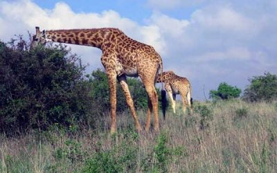 Visitar el Parque Nacional de Nairobi en Kenia