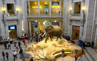 ☆ Visitar el Museo Nacional de Historia Natural de Washington en Estados Unidos