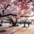 Experiencia “Sakura” Cerezos en Flor en Japón (festividad Hanami)